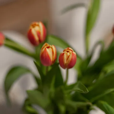 Feriehus Juka Biały Dunajec