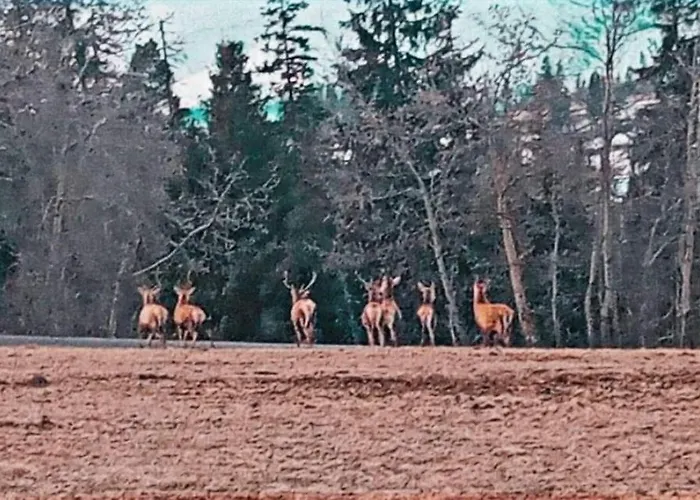 בית נופש Juka