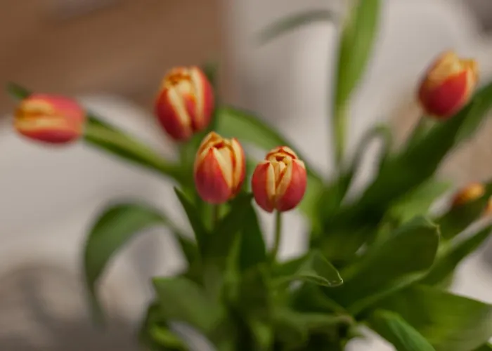 בית נופש Juka ביאלי דונאייק